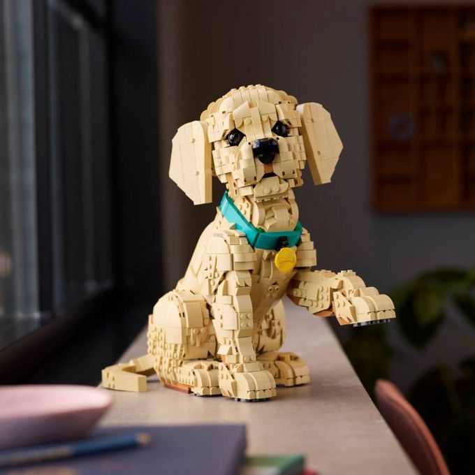 Kultaisennoutajanpentu version 5