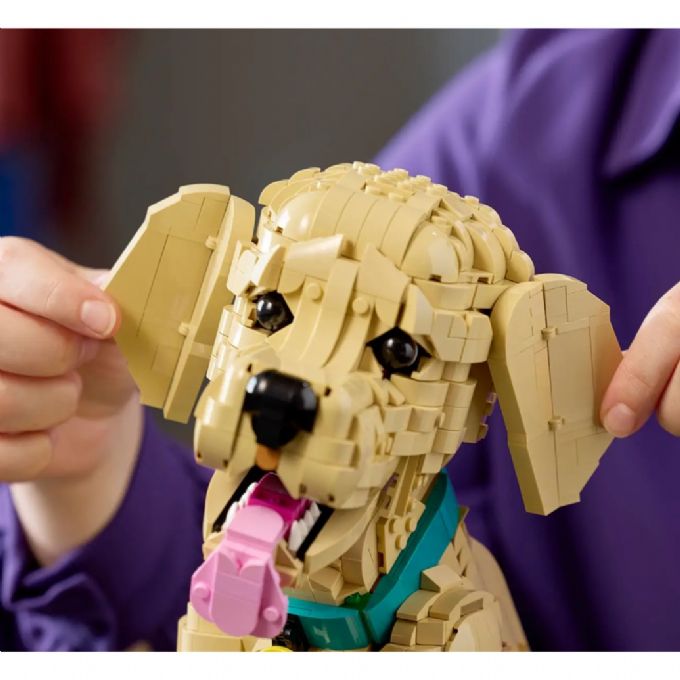 Kultaisennoutajanpentu version 6